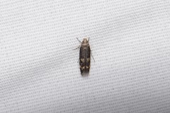 Trypanisma prudens