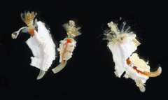 Spirobranchus taeniatus