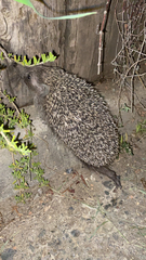 Erinaceus