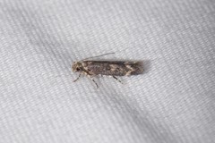Trypanisma prudens