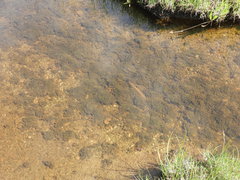 Jungermannia exsertifolia