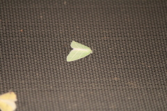 Synchlora bistriaria