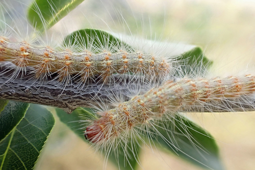 Fall Webworm Moth, photo 6 of 8