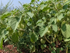 Physalis neomexicana