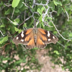 Libytheana carinenta