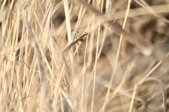 Geomantis larvoides