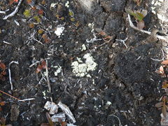 Arthrorhaphis citrinella