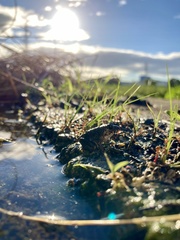 Fejervarya kawamurai