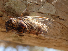 Cicada barbara lusitanica