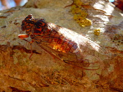 Cicada barbara lusitanica
