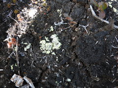 Arthrorhaphis citrinella