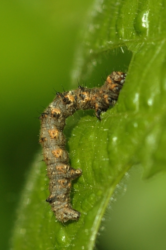 Pale Brindled Beauty