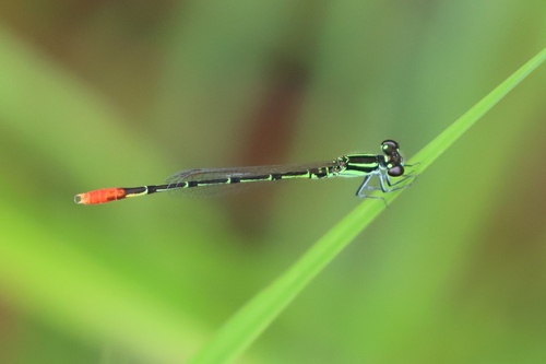 Lesser Pincer-tailed Wisp