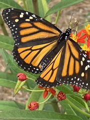 Danaus plexippus