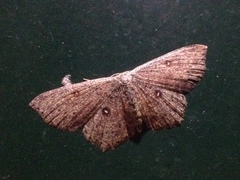 Cyclophora pendularia