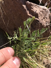 Lomatium austiniae