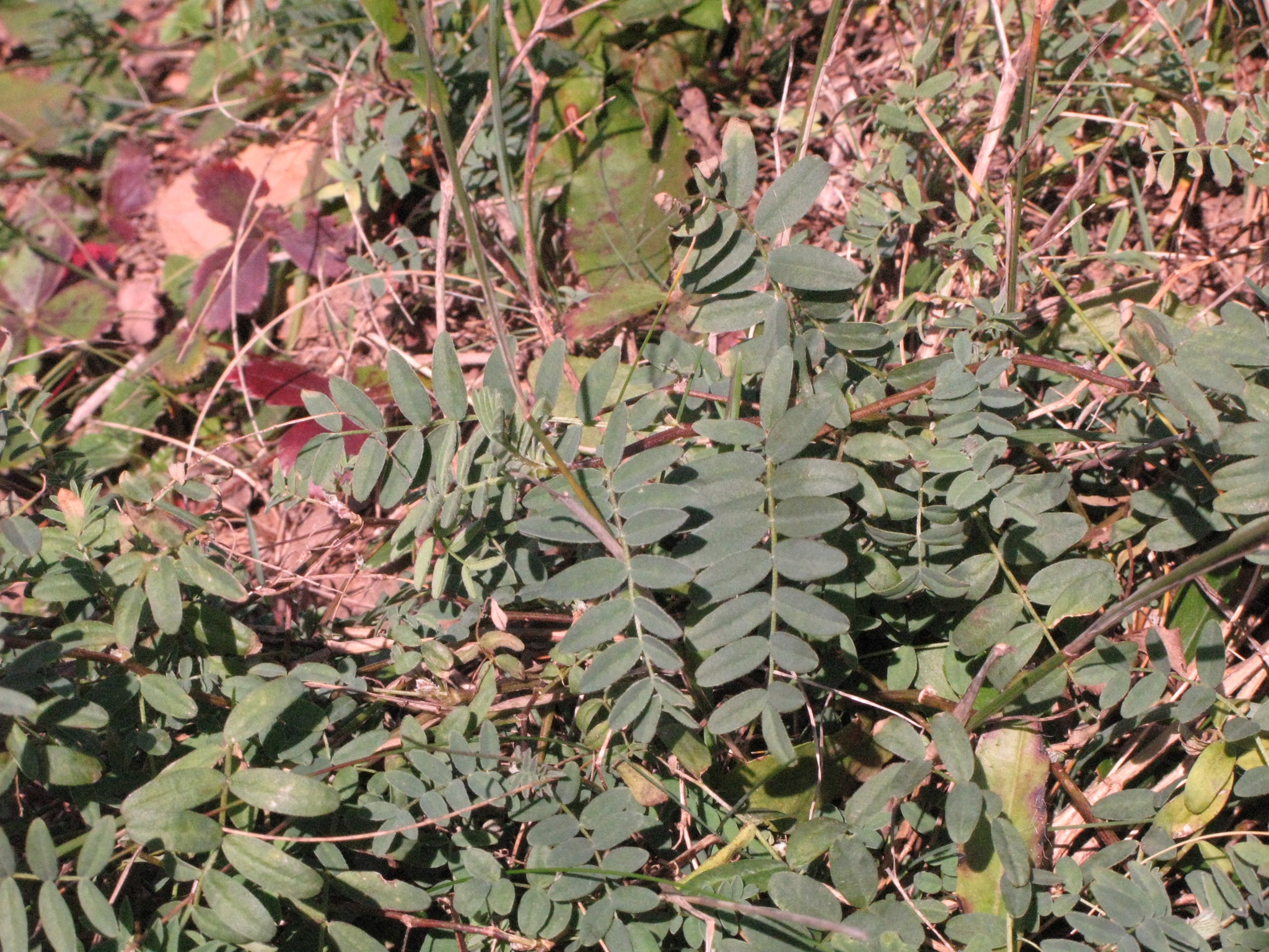 Astragalus robbinsii var. minor