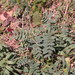 Astragalus robbinsii minor - Photo (c) Sean Blaney, some rights reserved (CC BY-NC), uploaded by Sean Blaney
