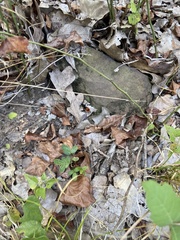 Dasymutilla clotho