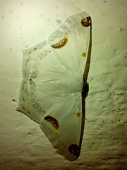 Sericoptera mahometaria