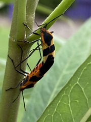 Oncopeltus fasciatus
