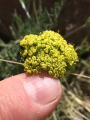 Lomatium austiniae