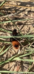 Dasymutilla clotho