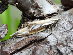 Catoptria speculalis