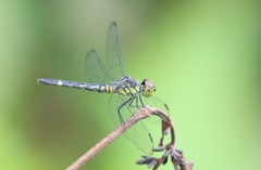 Chalcostephia flavifrons