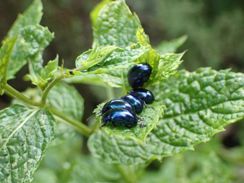 Mint beetle, Poortlandplein 6, 2628 BM Delft, Netherlands, photo 8 of 10