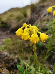 Senecio chionogeton
