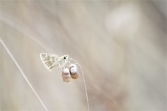 Muschampia alta