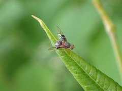 Anomoia purmunda