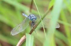 Orthetrum icteromelas
