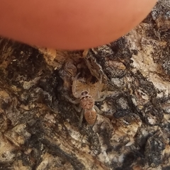 Salticidae