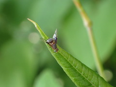 Anomoia purmunda