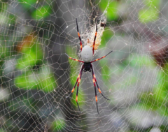 Nephila tetragnathoides