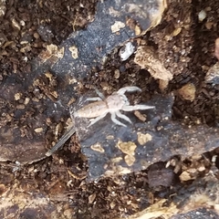 Salticidae