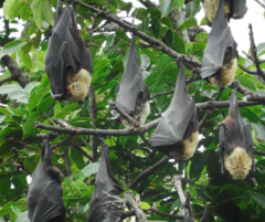 Pteropus tonganus tonganus