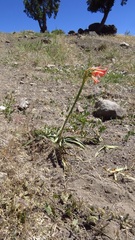 Zephyranthes tenuiflora