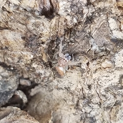 Salticidae