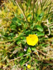 Ranunculus peruvianus