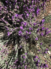 Lavandula stoechas