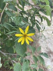 Coreopsis delphiniifolia