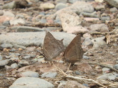 Anaea andria