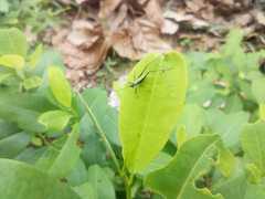 Orthoptera