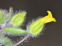 Mimetanthe pilosa