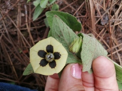 Physalis orizabae