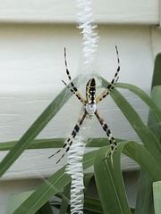 Argiope aurantia