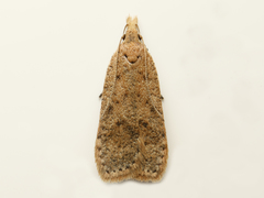 Dichomeris ventrellus